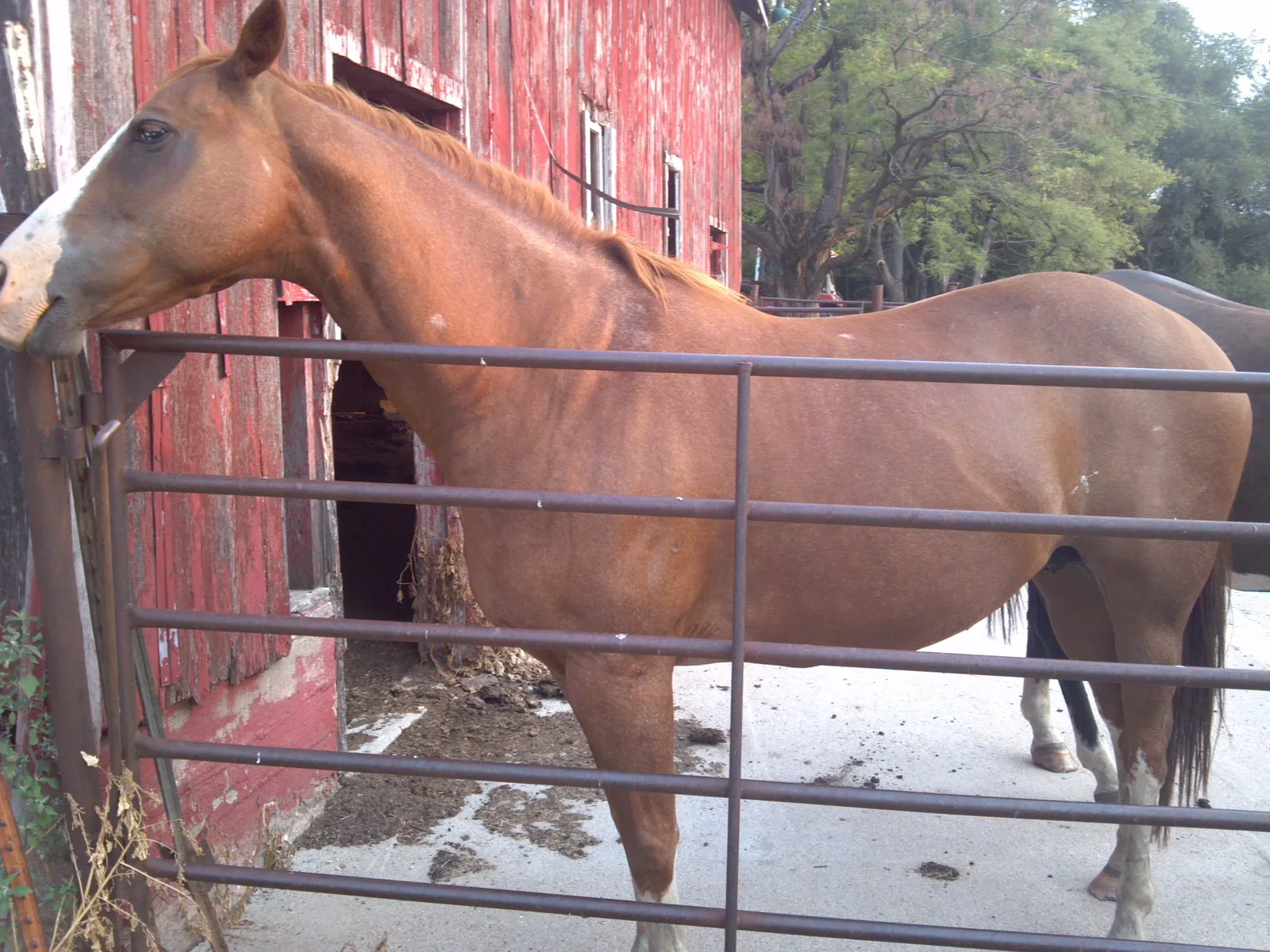 Chestnut horse standing at a metal gate beside the red barn