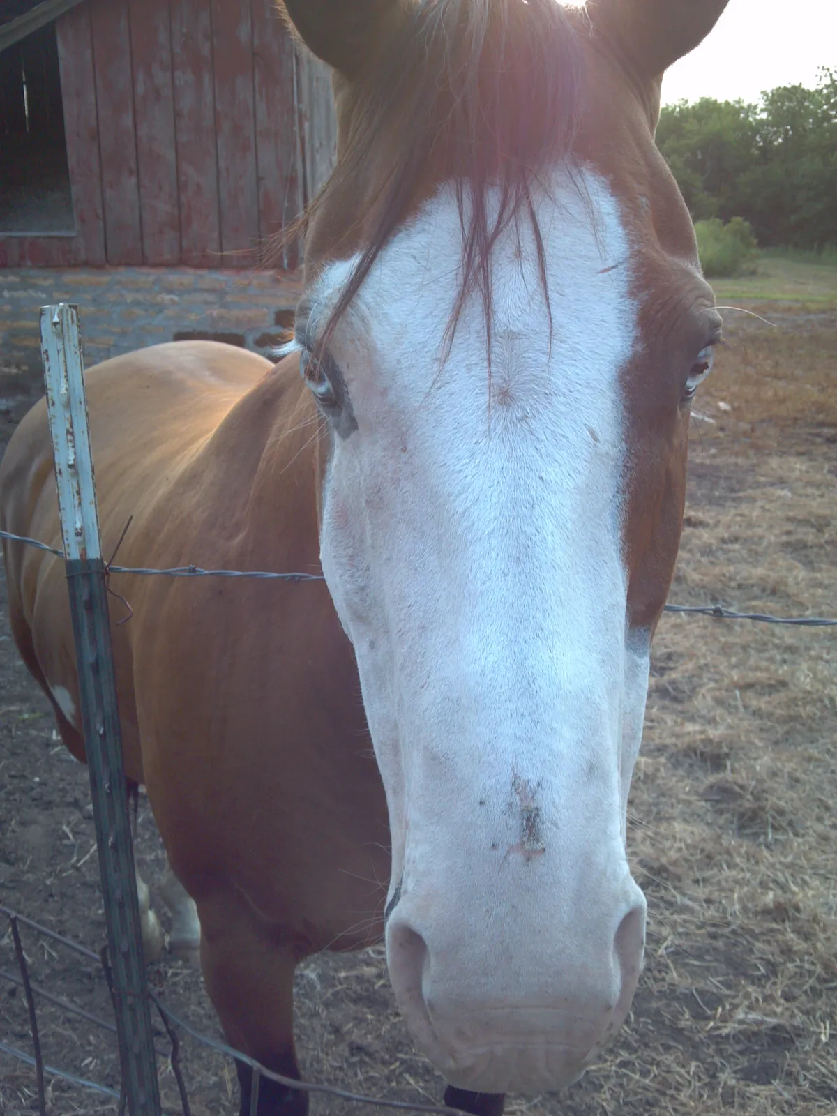 Close-up portrait of a horse with a broad white blaze