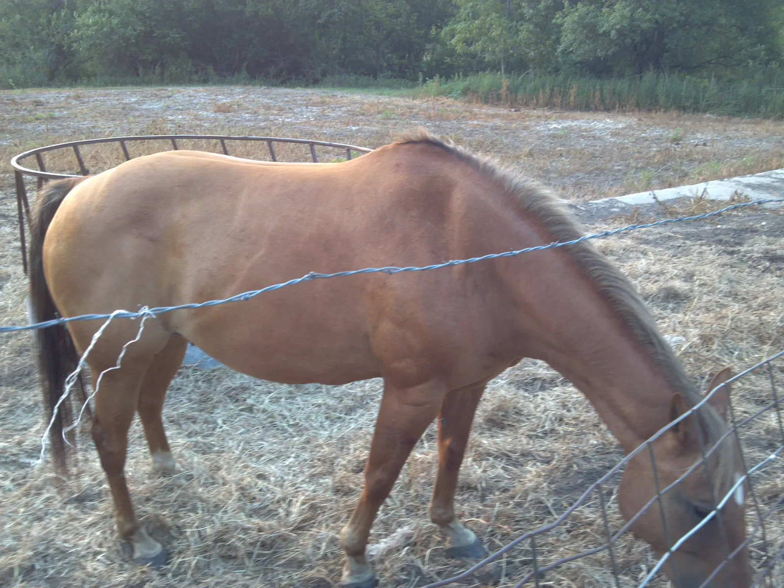 Two chestnut horses grazing together in a pasture