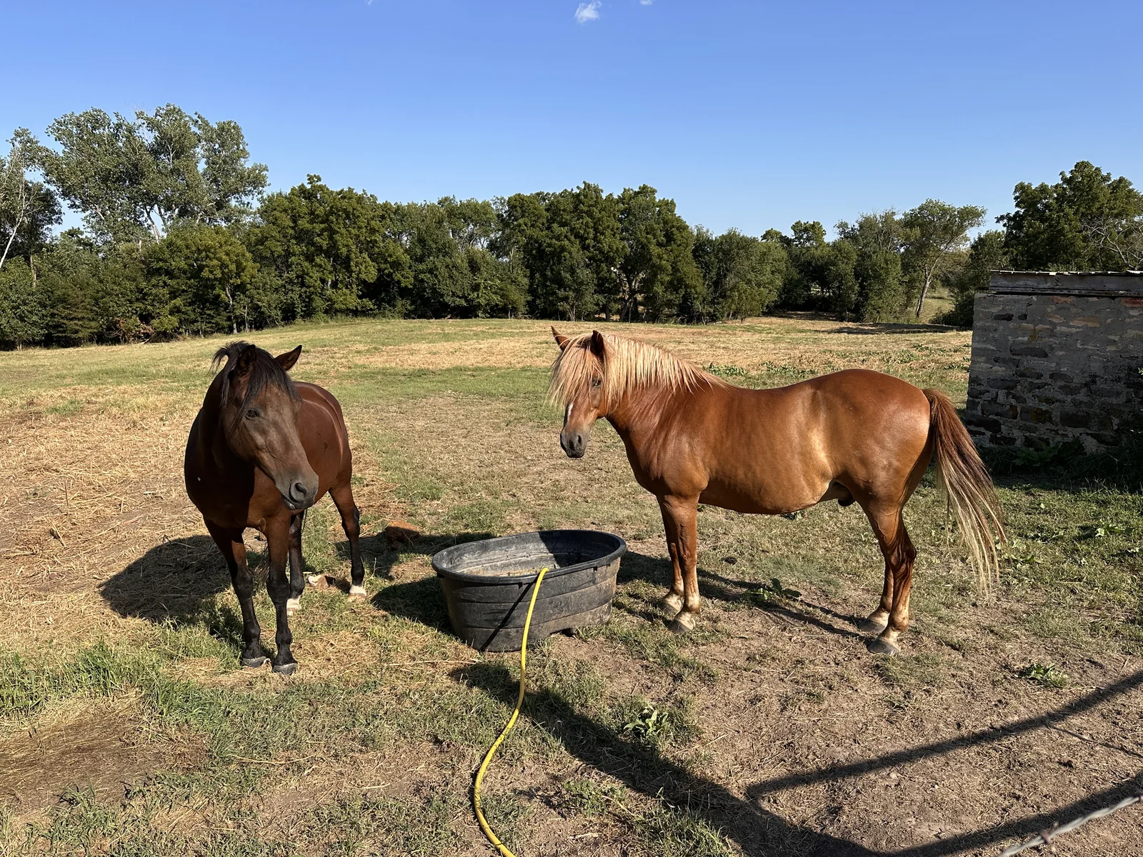 Sparky and Renegade standing together beside a water trough on the farm