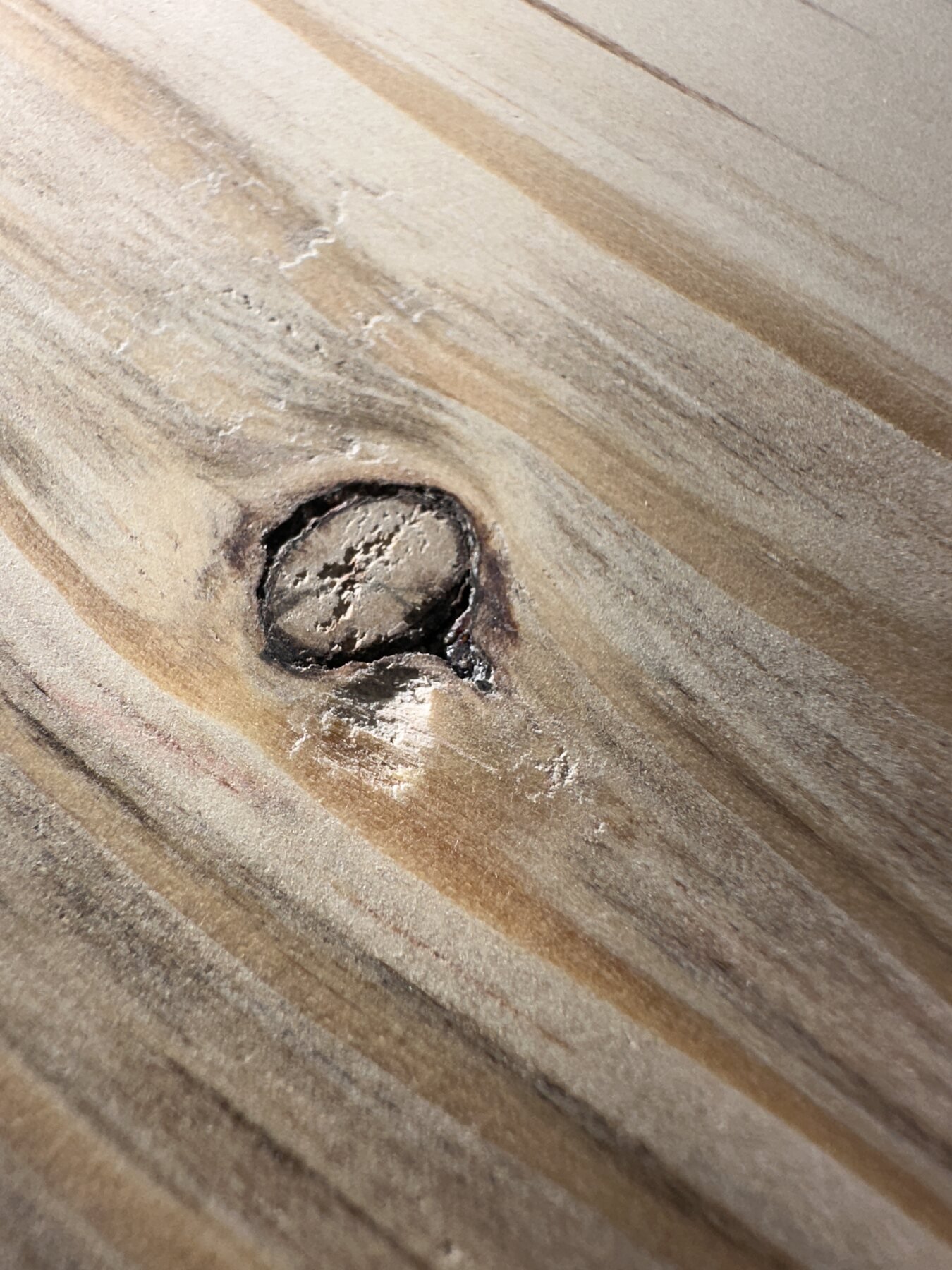 Small loose pine knot resting in a dark pocket