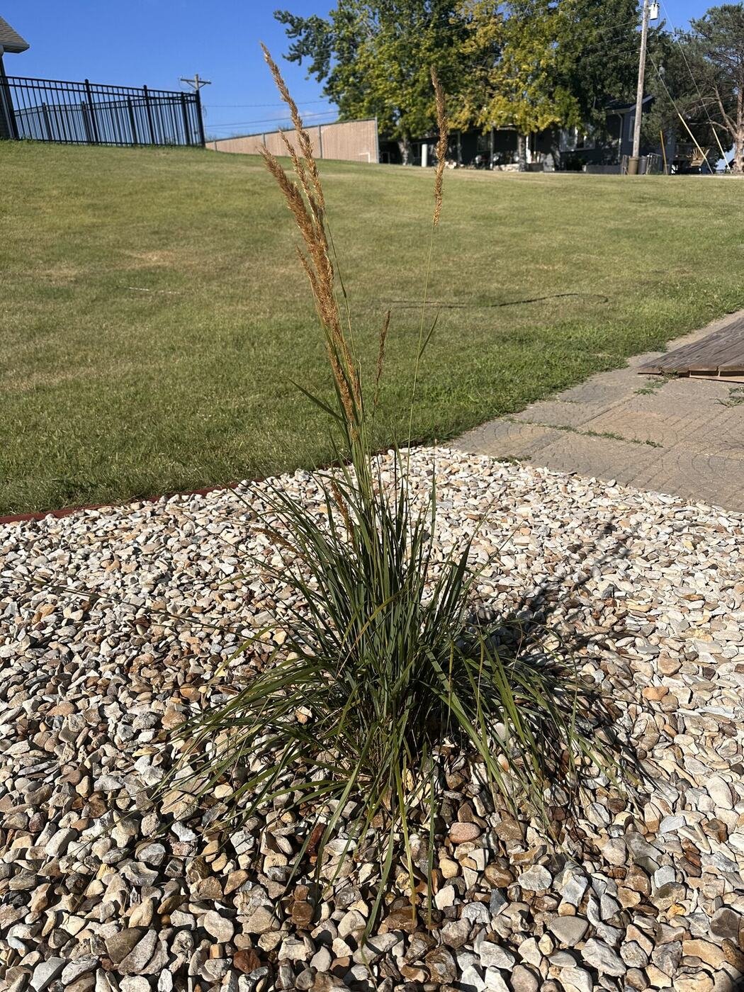 Second view of the first decorative grass and its seed heads