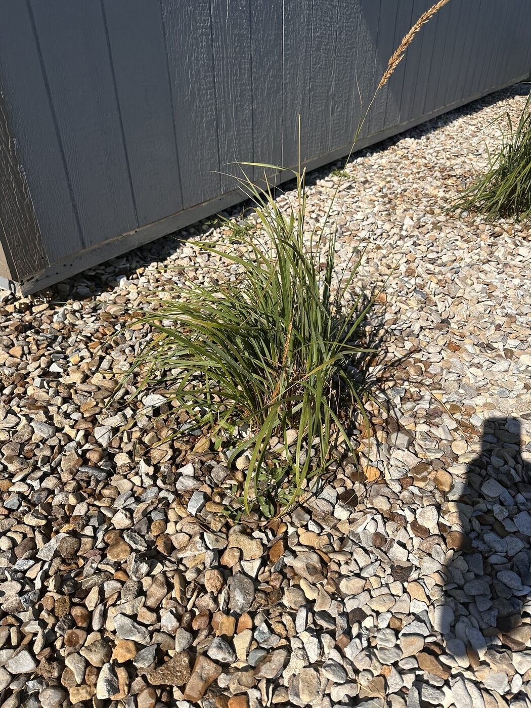 First view of the fourth decorative grass