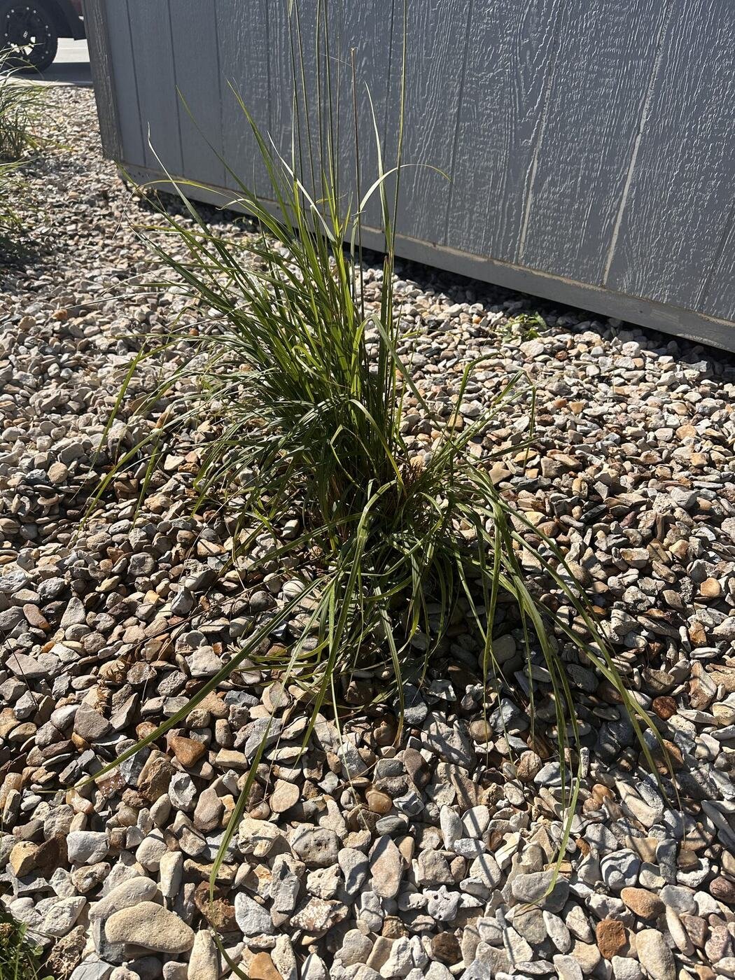 Second view of the fifth decorative grass