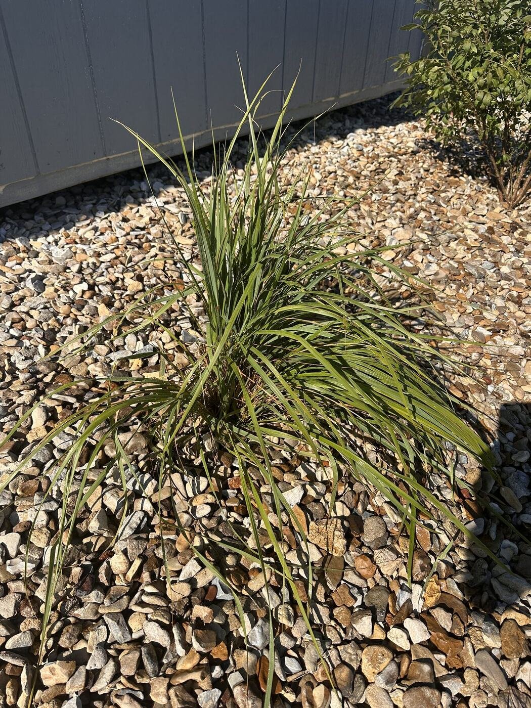First view of the sixth decorative grass