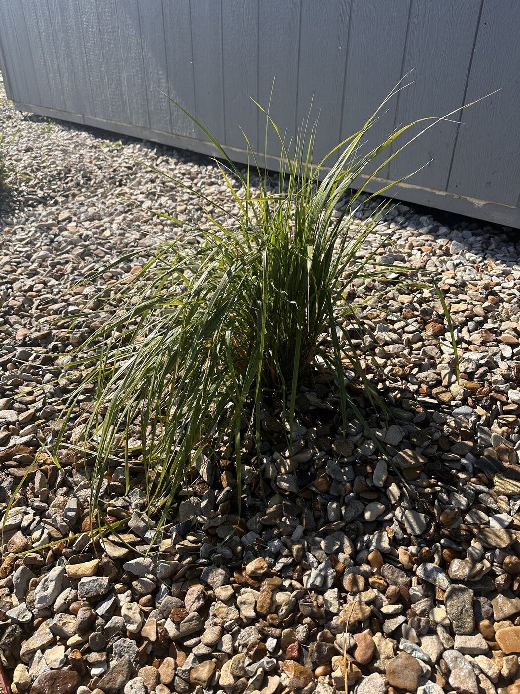 Second view of the sixth decorative grass