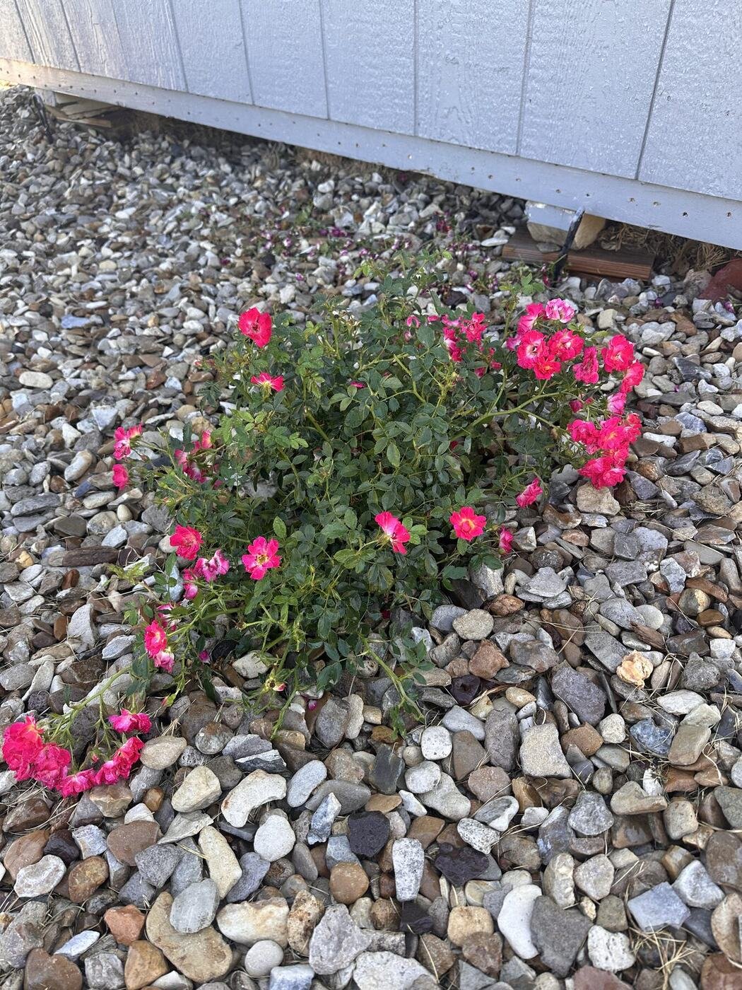 Second view of the heavily blooming shaded rose