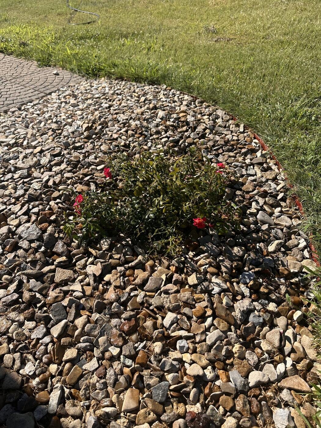 First view of the rose exposed to more afternoon sun