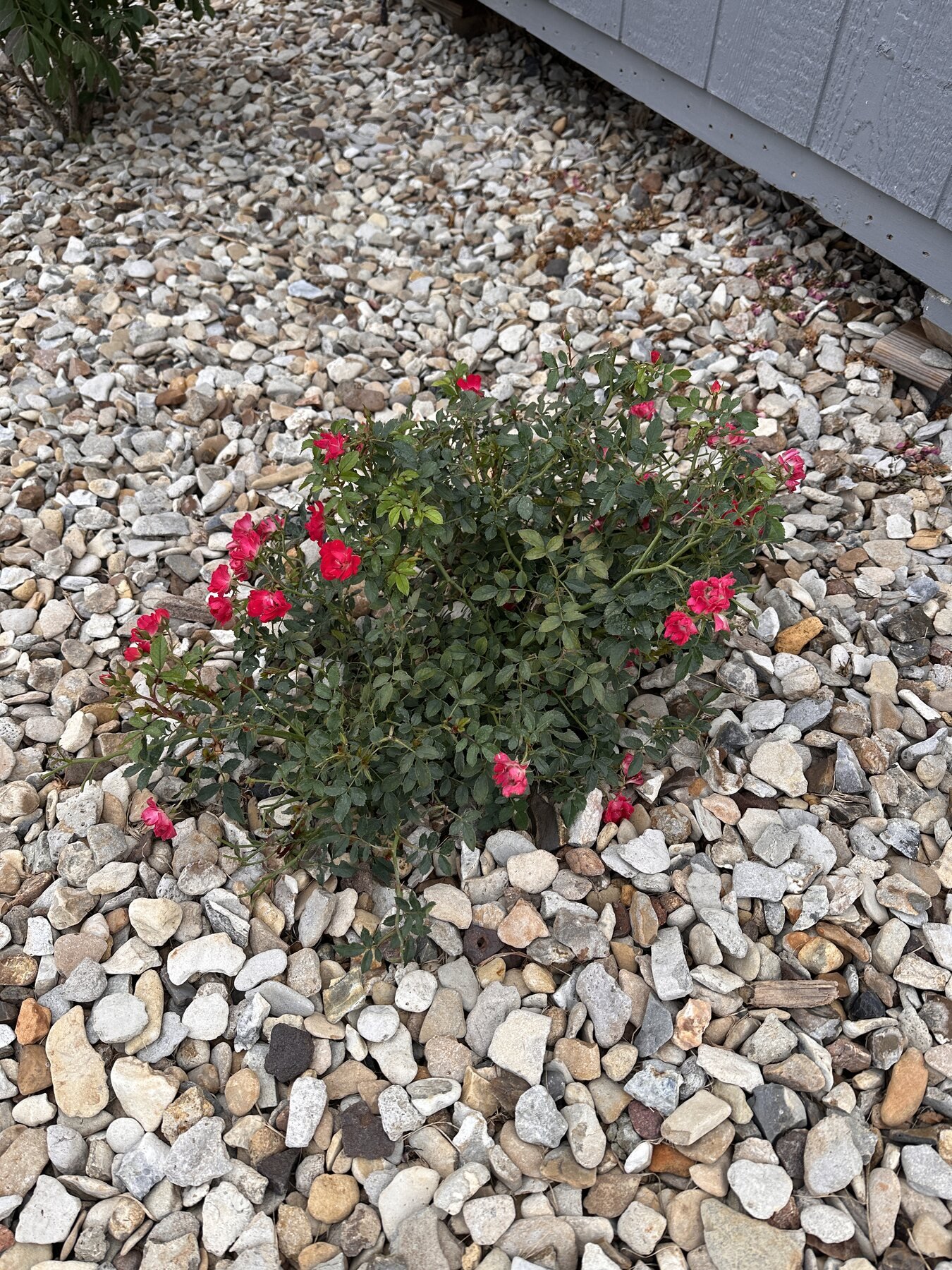 Bright pink rose blooms after the July 23 rain near the shed