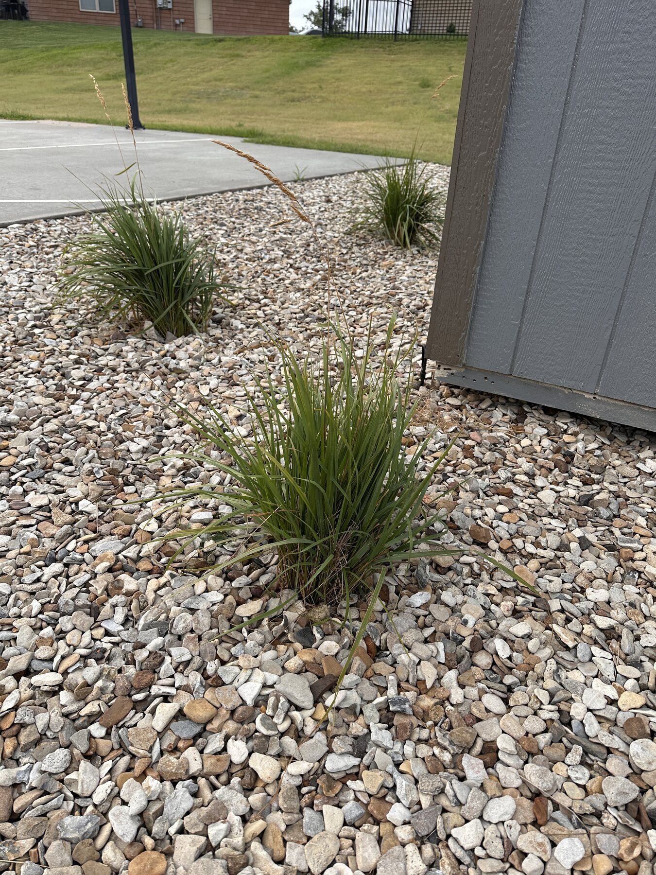 Several decorative grasses around the shed corner after rain