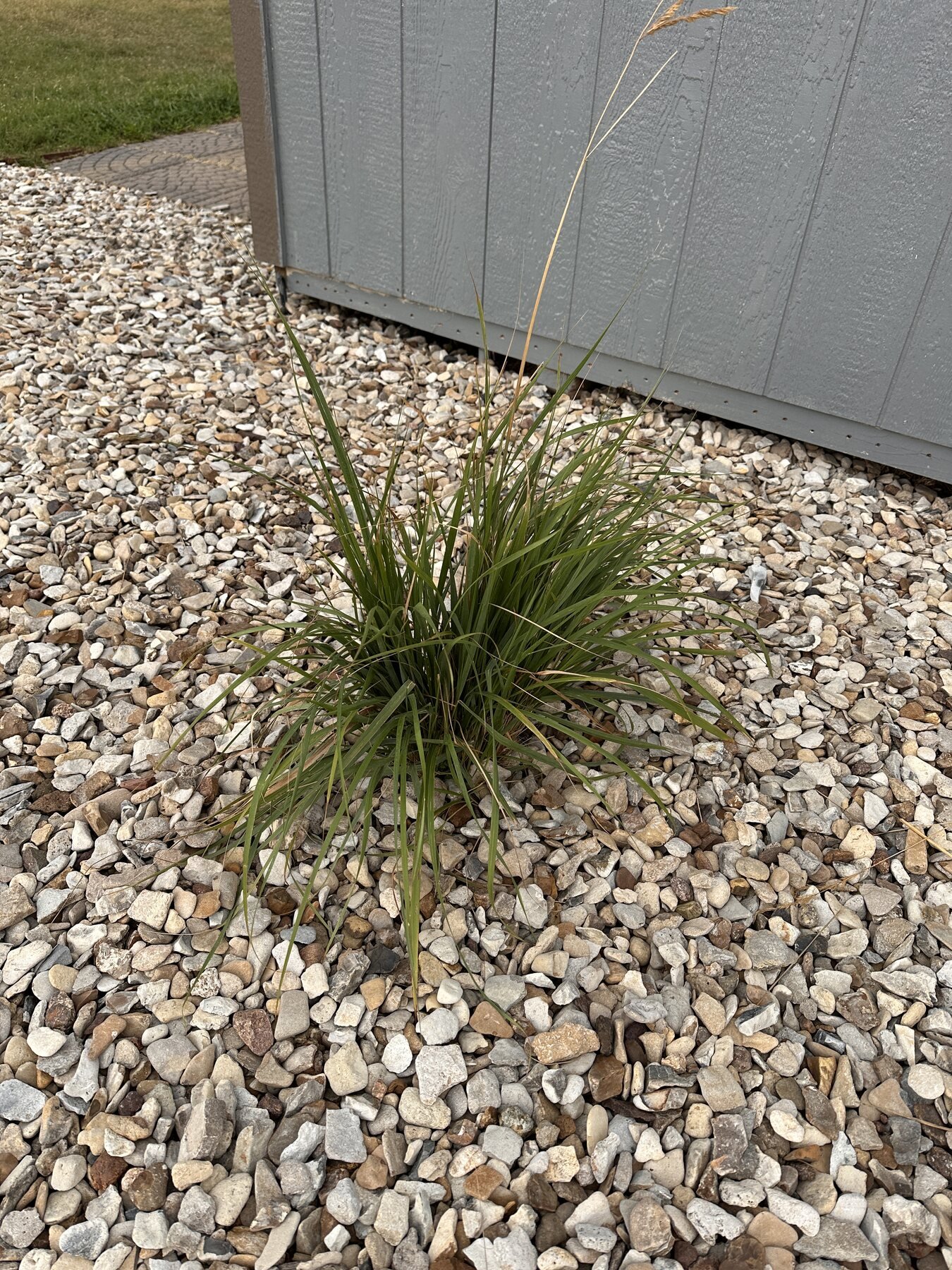 Upright decorative grass after rain near the shed wall