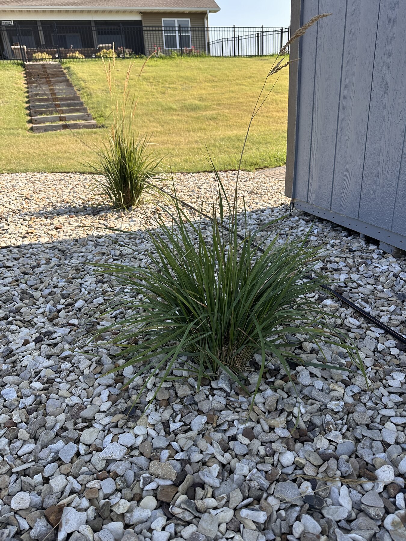 Two decorative grasses near the shed with the hill and house in the background