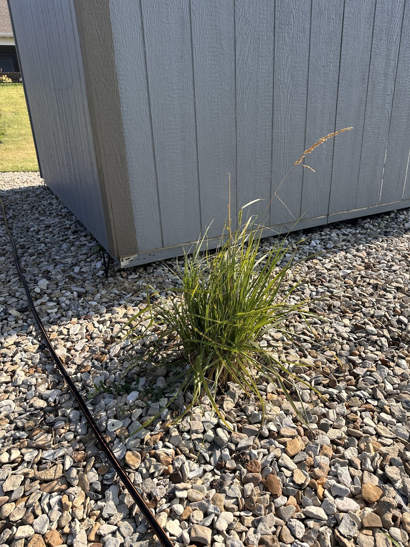Small decorative grass at the shed corner in morning sun