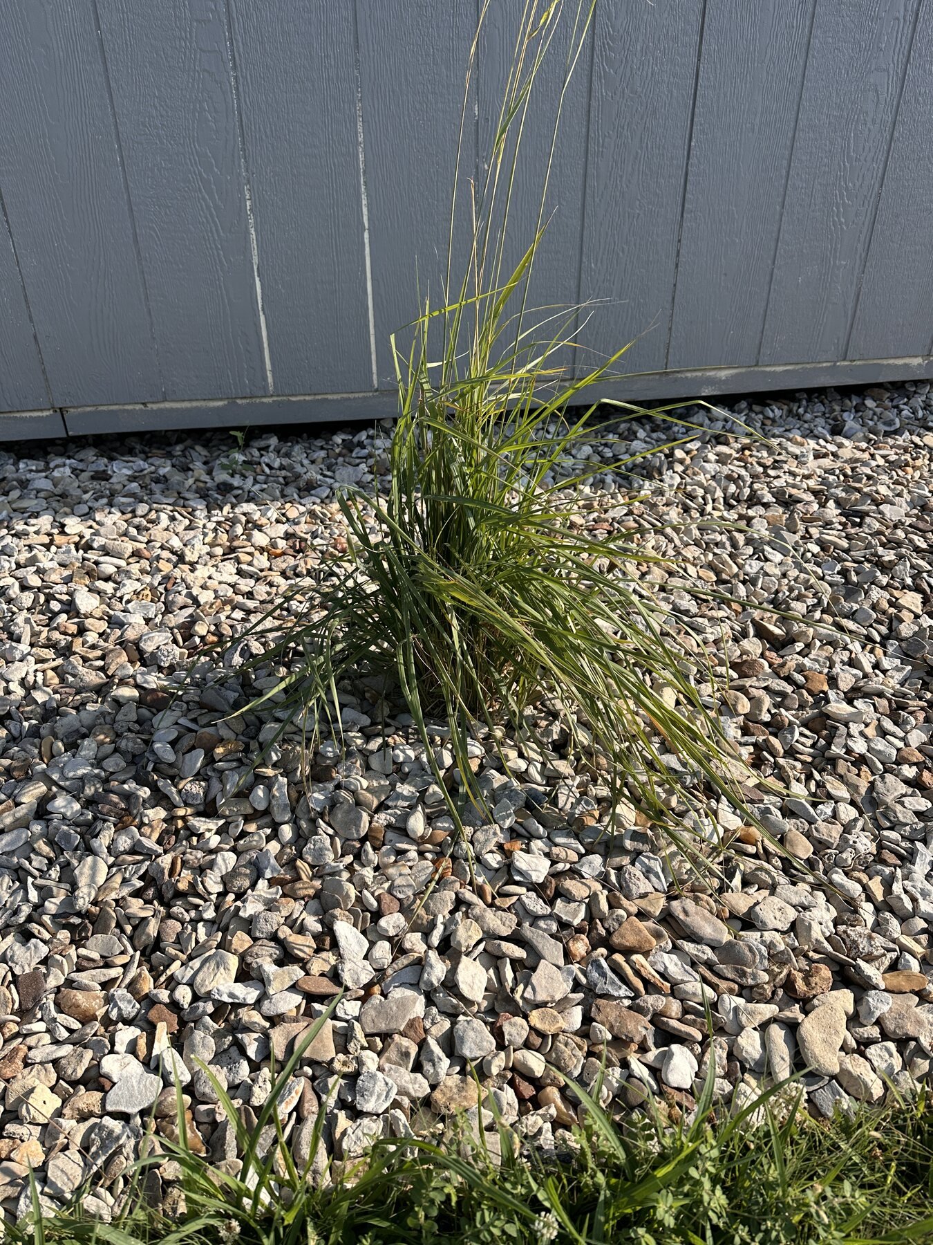 Decorative grass against the gray shed wall on July 25