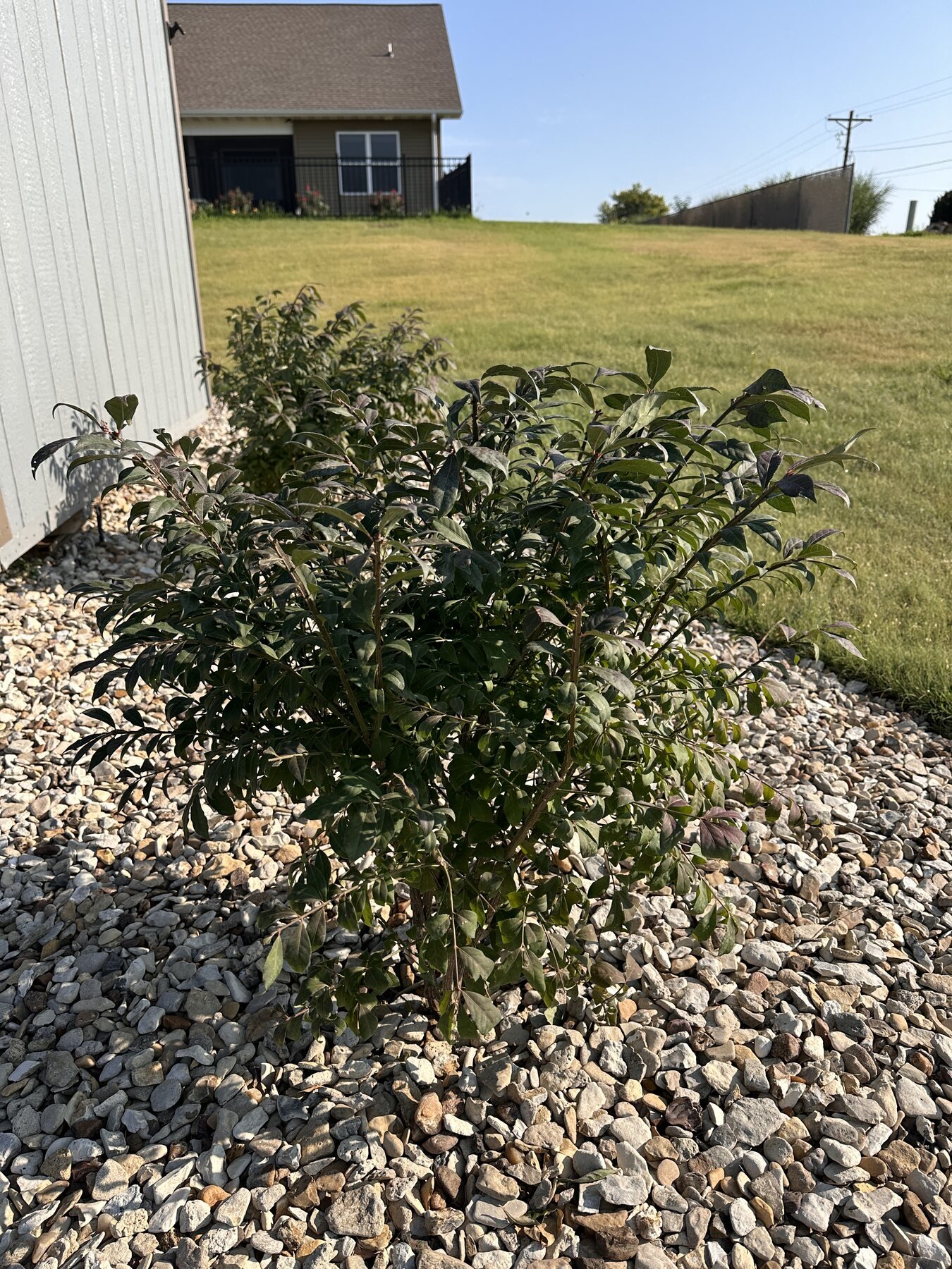 Second burning bush along the shed with another shrub behind it
