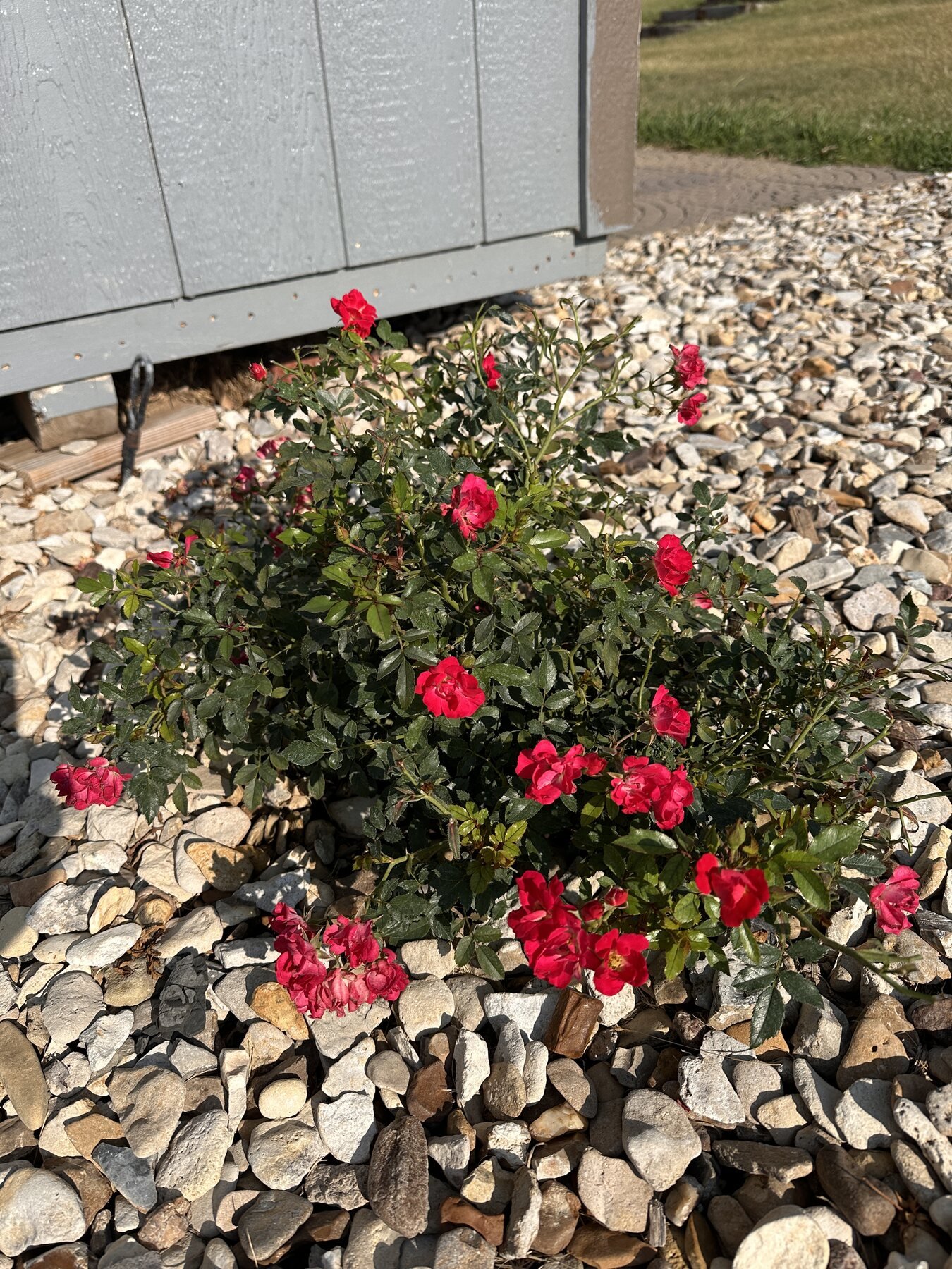 Bella Rosa rose plant blooming in partial shade beside the shed