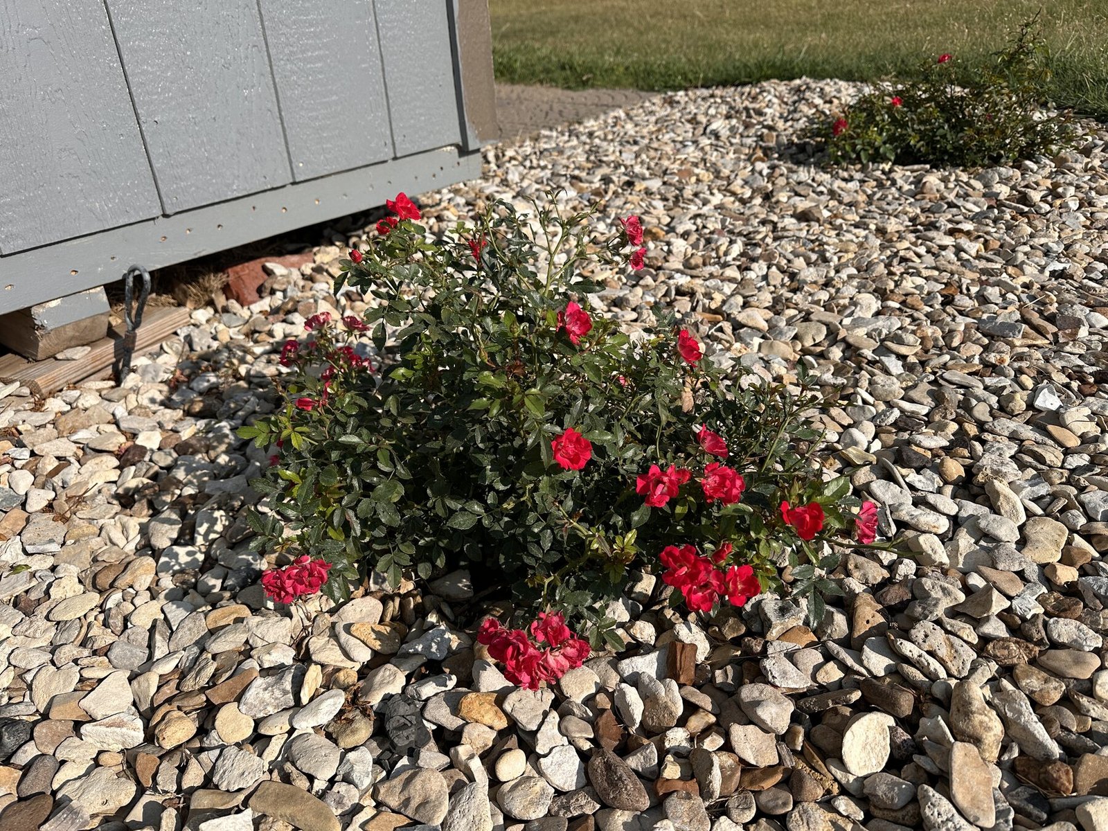Fuller Bella Rosa rose plant with bright red blooms near the shed