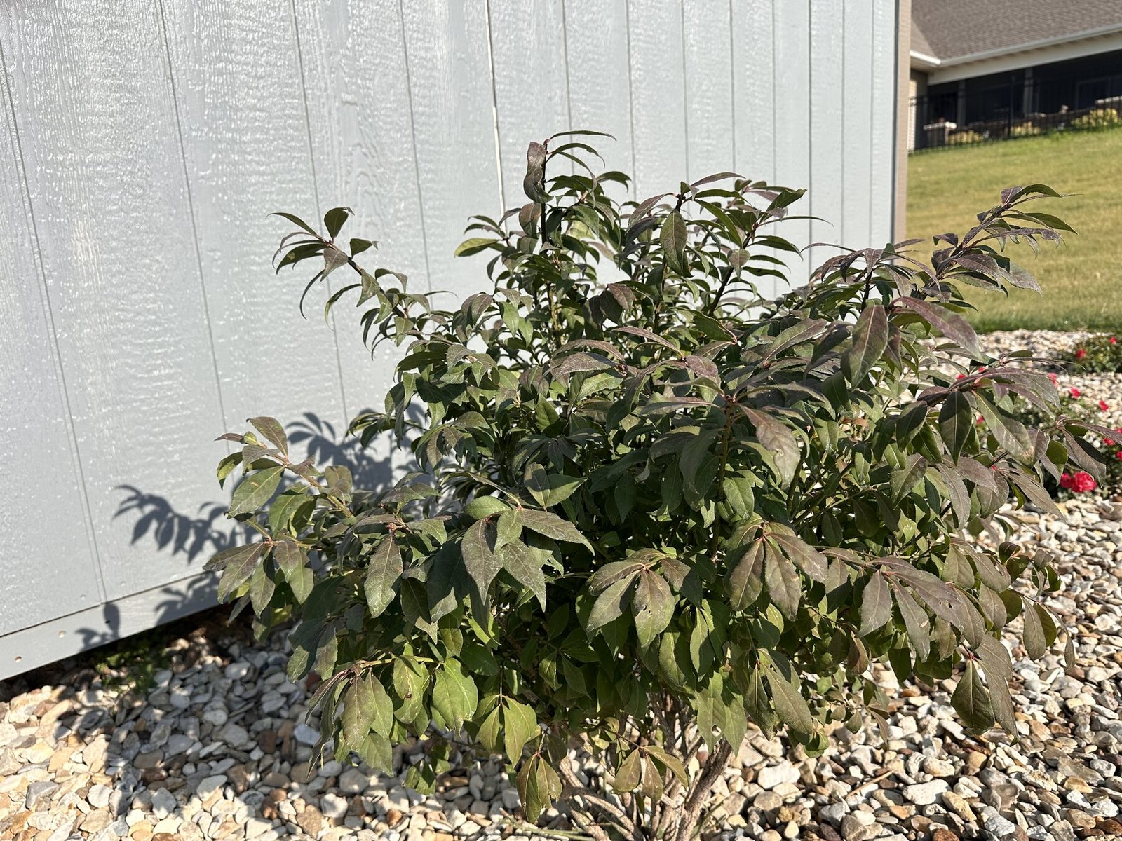 Close view of burning bush leaves after feeding and watering on July 25