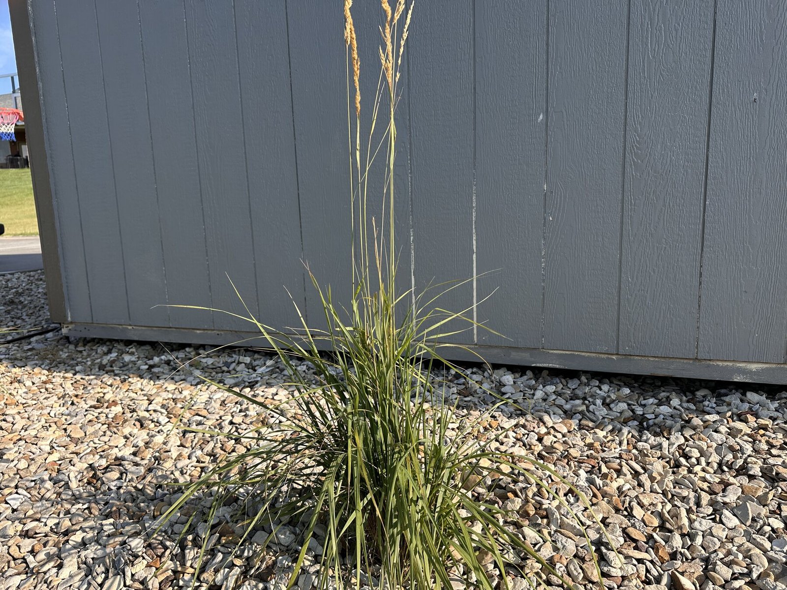 Tall decorative grass with seed heads in front of the shed wall