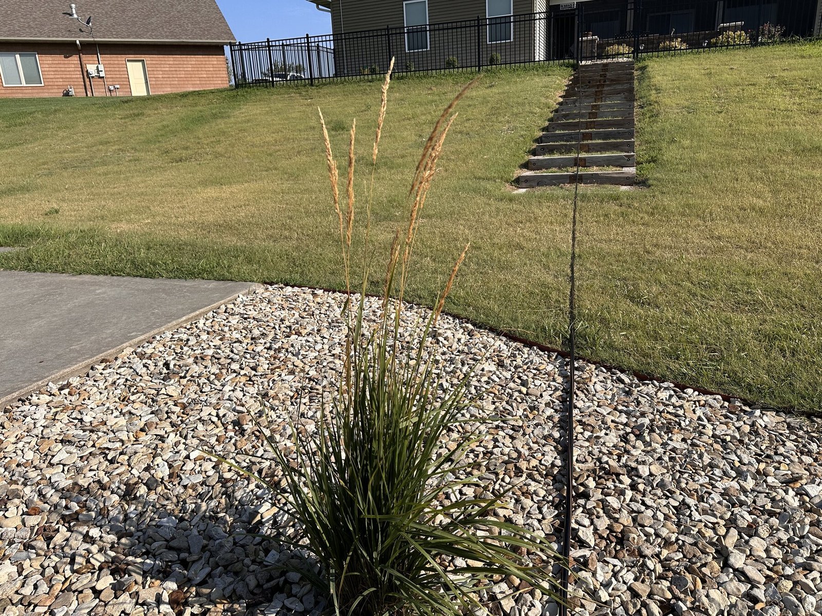 Close view of tall decorative grass seed heads with hillside stairs behind them