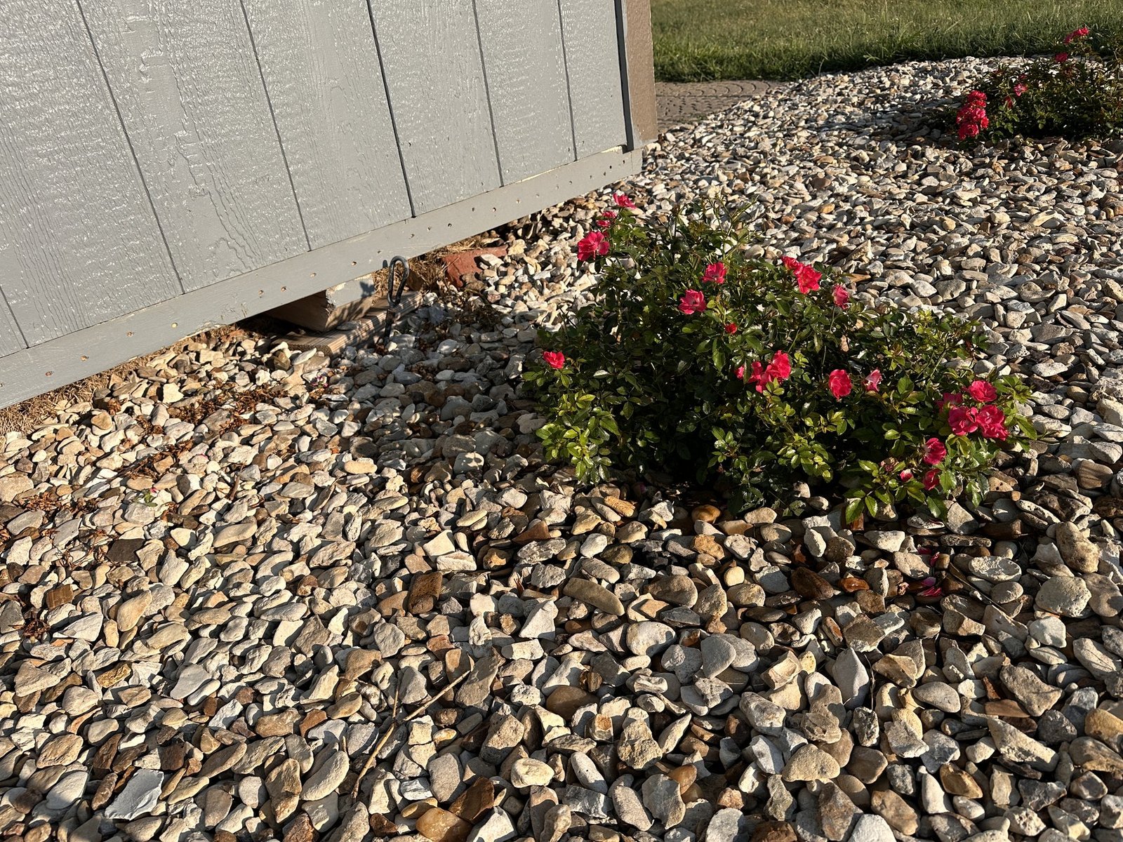Bella, a low red groundcover rose growing beside the shed